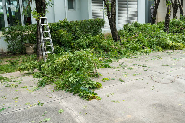 How Our Tree Care Process Works  in  Grant Park, IL