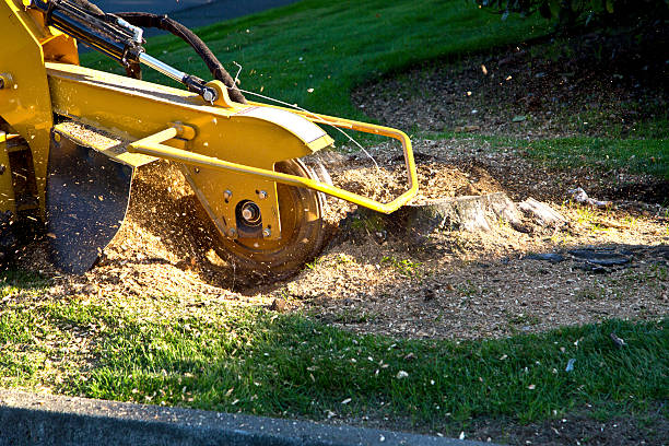 Best Tree Trimming and Pruning  in Grant Park, IL